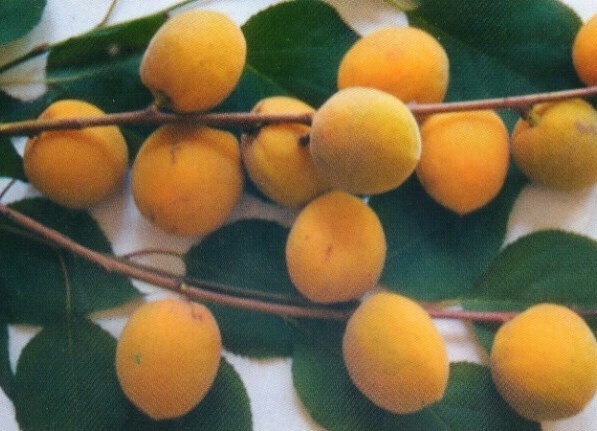 абрикос сорт минусинский янтарь фото