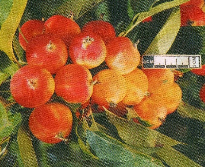 яблоня сорт минусинское десертное фото