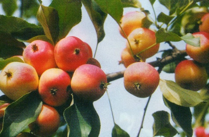 яблоня сорт минусинское красное фото