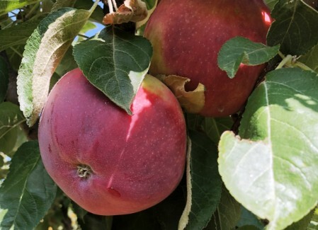 Плоды яблони колоновидной Останкино