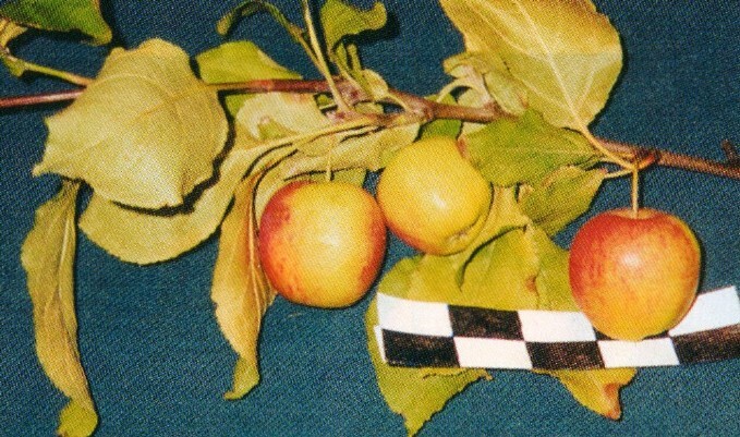яблоня сорт пепинчик красноярский фото