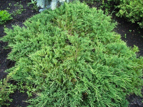 Можжевельник казацкий фото растение