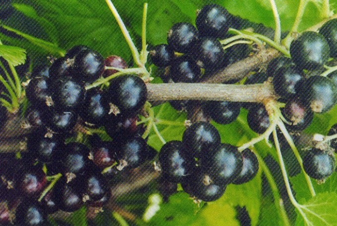смородина чёрная сорт рахиль ягода