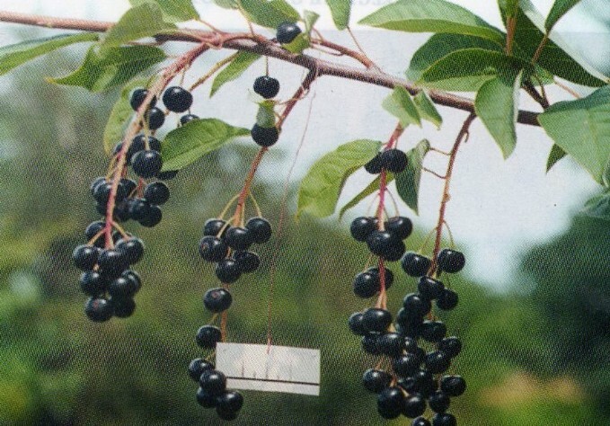 черёмуха сорт сахалинская чёрная фото