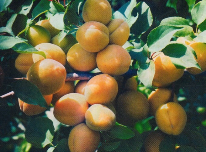 абрикос сорт саянский фото