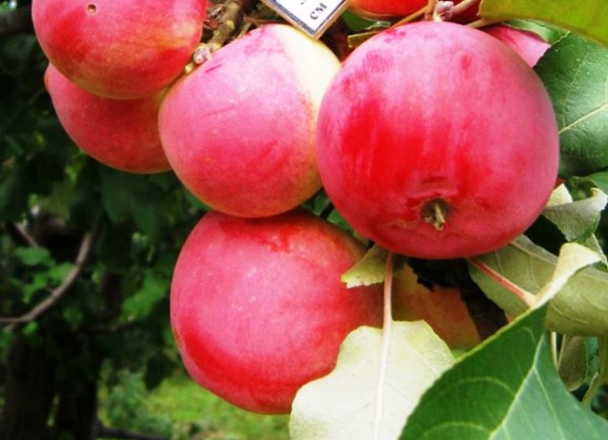 Яблоня сорт Шушенское плоды