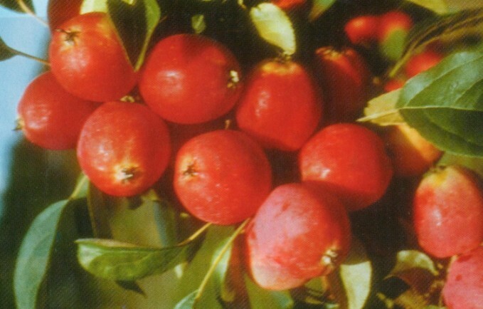 яблоня сорт сибирский сувенир фото