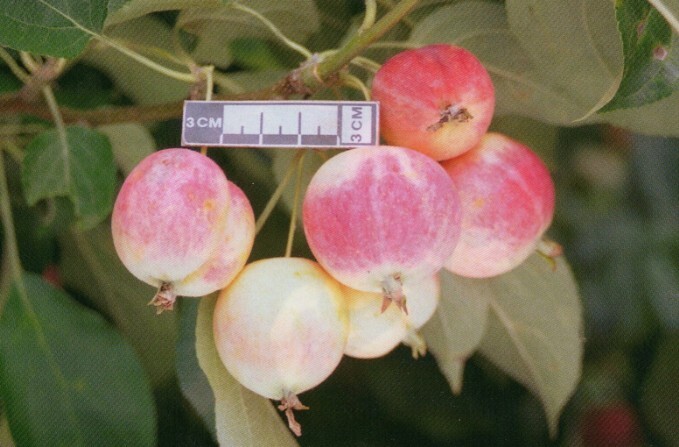 яблоня сорт соловьёвское фото