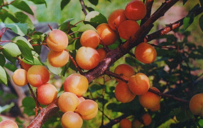 Абрикос восточно-сибирский плоды