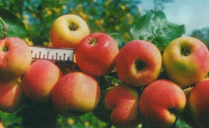 яблоня сорт юбилейное шевченко фото