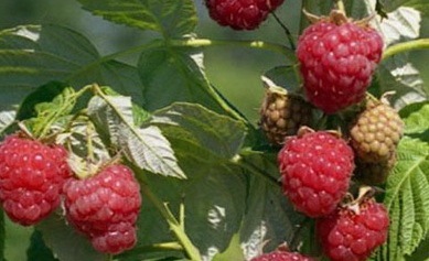 малина сорт за здравие ягода