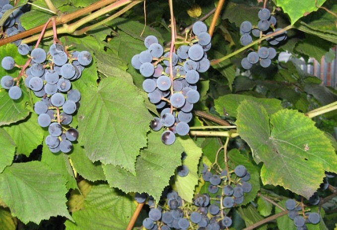 сорт виноград зилга фото