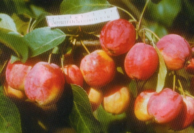яблоня сорт золотодолинское фото