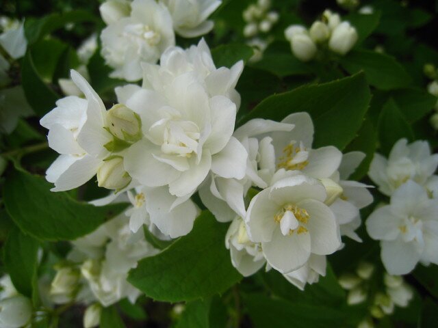 Чубушник Лемуана Эльбрус цветение фото