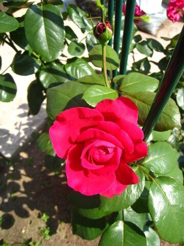 роза чайно-гибридная Barkarole