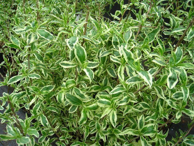 диервилла сидячелистная D.sessilifolia