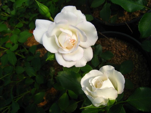 роза чайно-гибридная Jeanna Moreau