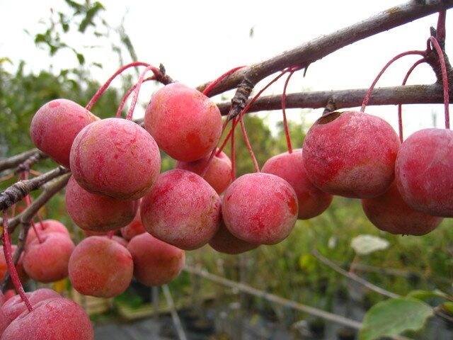 Яблоня пурпурная плоды фото растение