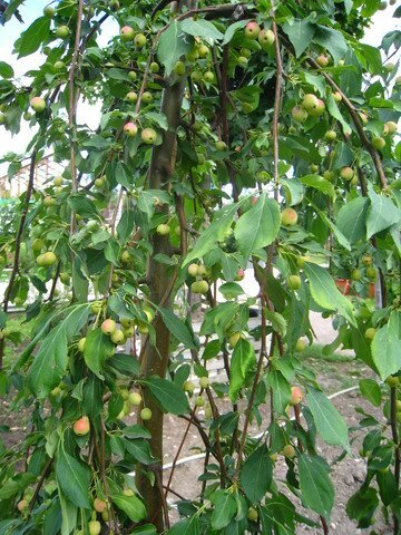 Яблоня обильноцветущая Red Jade плоды