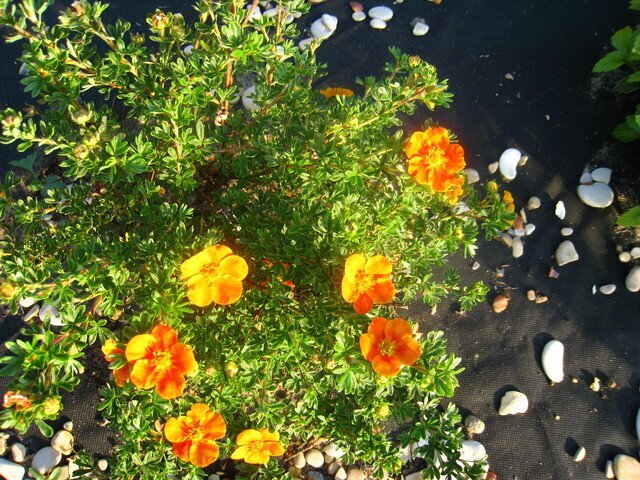 Лапчатка кустарниковая Tangerine фото