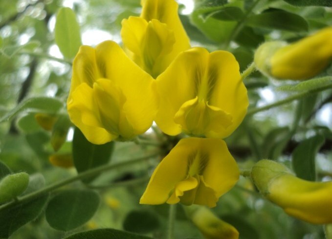 растение акация жёлтая цветы