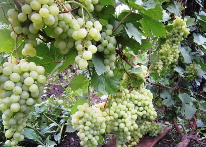 виноград сорт алёшенькин плоды