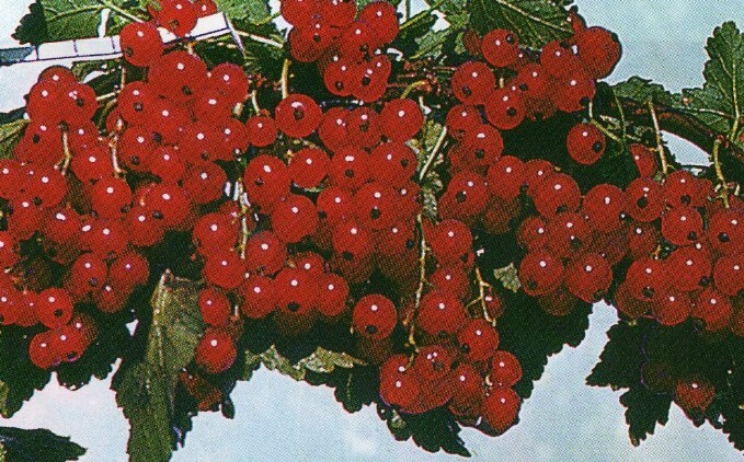 смородина сорт алтайская красная ягода