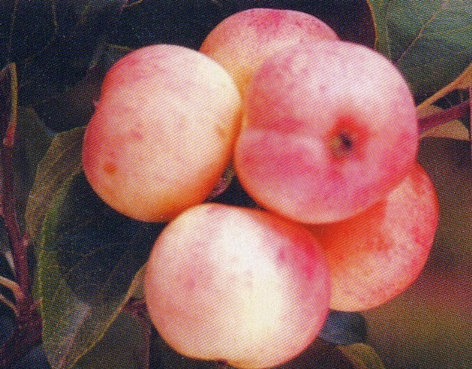яблоня сорт алтайское раннее плоды