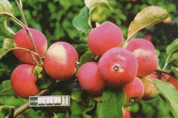 яблоня сорт алтайское румяное плоды