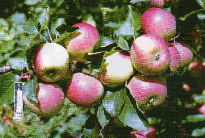 яблоня сорт алтайское зимнее плоды