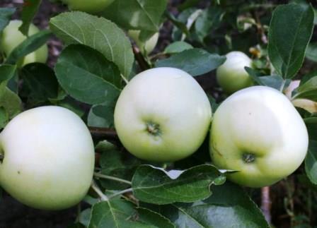 яблоня сорт белый налив плоды