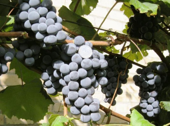 виноград сорт изабелла плоды