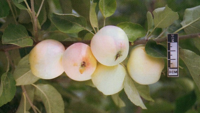 яблоня сорт космическое плоды