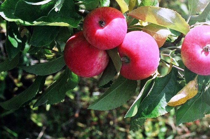 яблоня сорт красная горка плоды