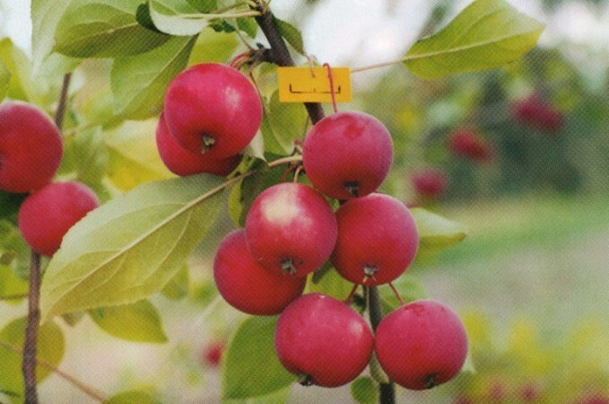 яблоня сорт красная шапочка плоды