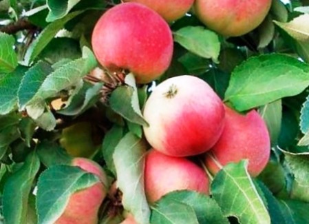 Плоды яблони колоновидной Кумир