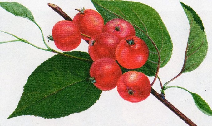 яблоня сорт лалетино плоды
