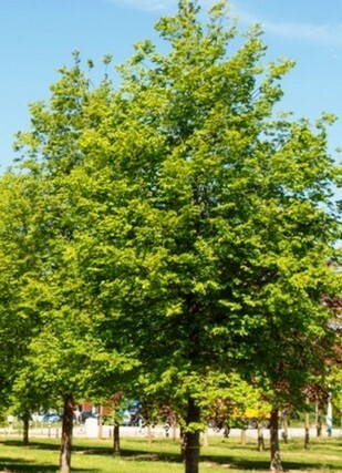 липа мелколистная дерево