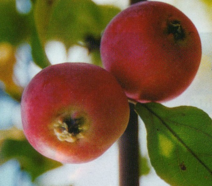 яблоня сорт любимица шевченко плоды