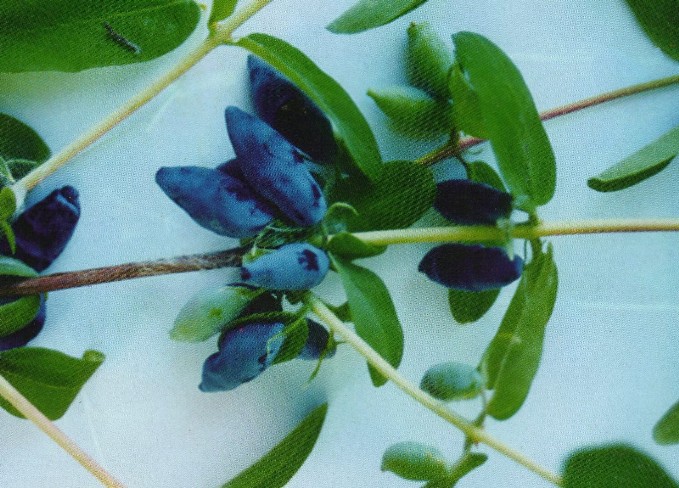 жимолость минусинская синева плоды