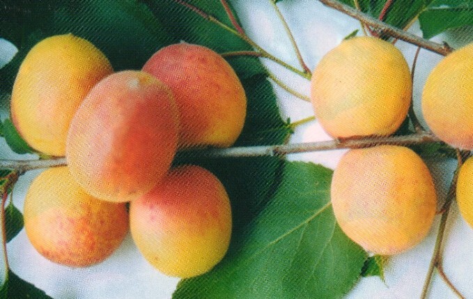 абрикос минусинский румяный плоды