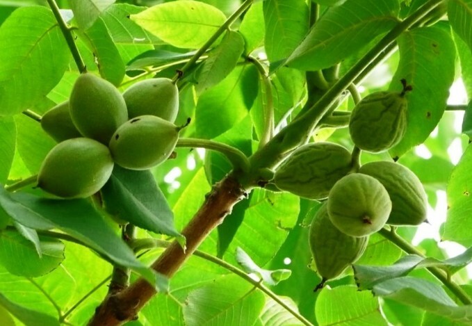 орех маньчжурский фото растение