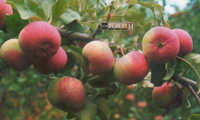 яблоня сорт павлуша плоды