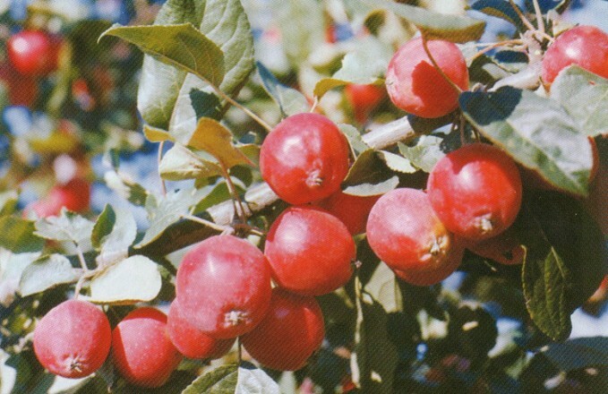 яблоня сорт пепинка алтайская плоды