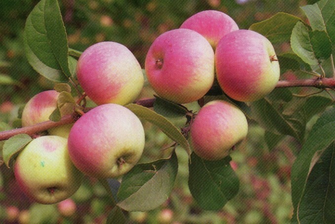 яблоня сорт подарок садоводам плоды