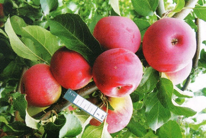 яблоня сорт поклон шукшину плоды