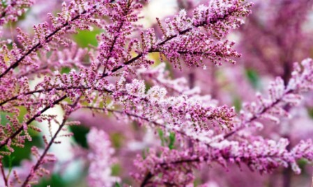 тамарикс розовый фото растение