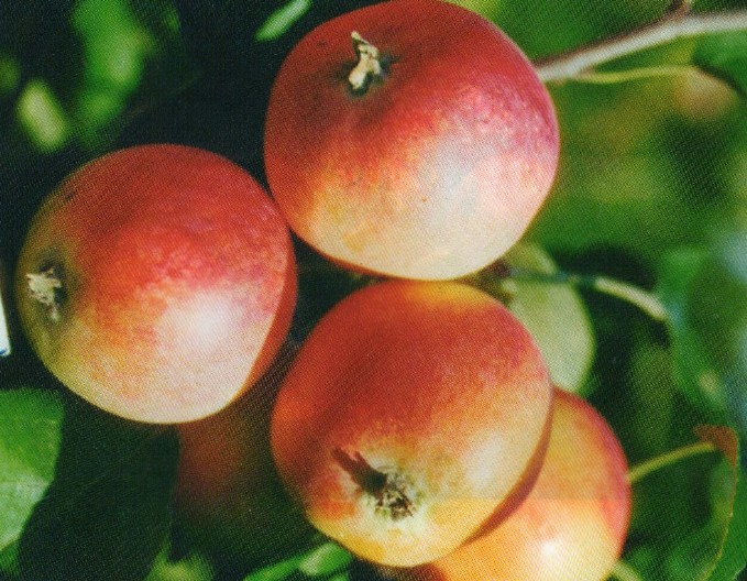 яблоня сорт тубинское плоды