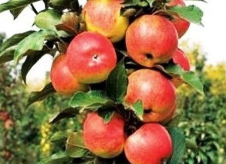 Плоды яблони колоновидной Васюган