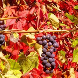 виноград амурский описание